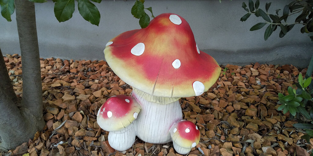 きのこ