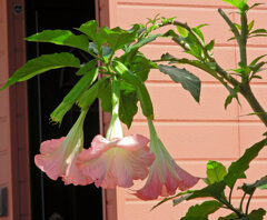 木立朝鮮アサガオ　５