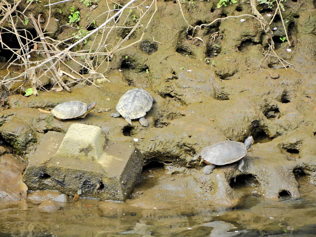 亀さんの甲羅干し　1/2