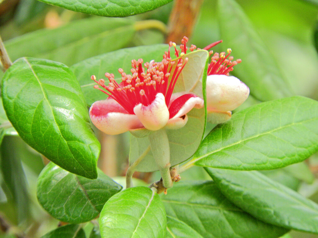 フェイジョア   (Feijoa)　９