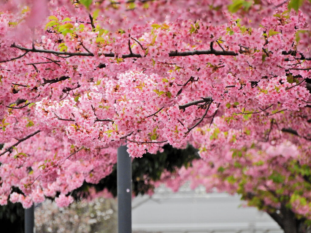 私の散歩道・せせらぎ遊歩道・河津桜　４