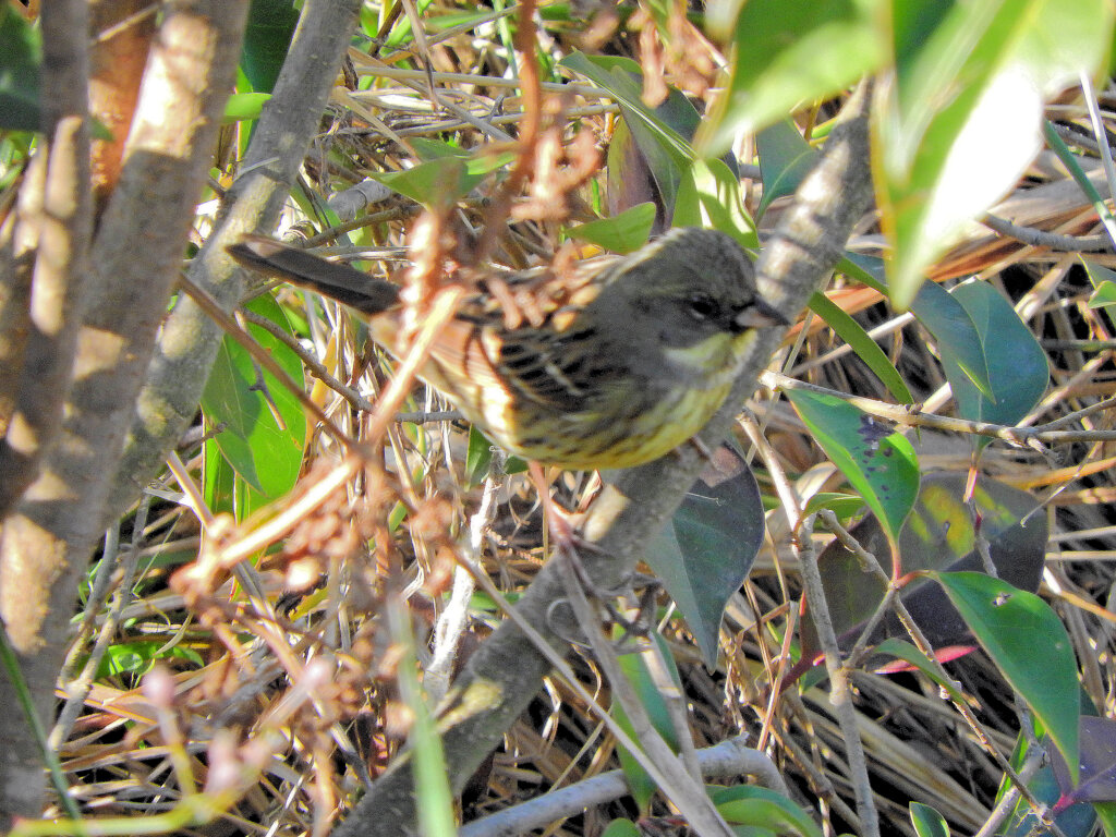 アオジさん茂みに入ってピント合わず(￣◇￣;)　3/4