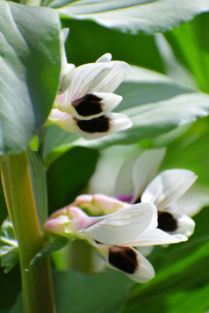 空豆 （そらまめ）の花　４