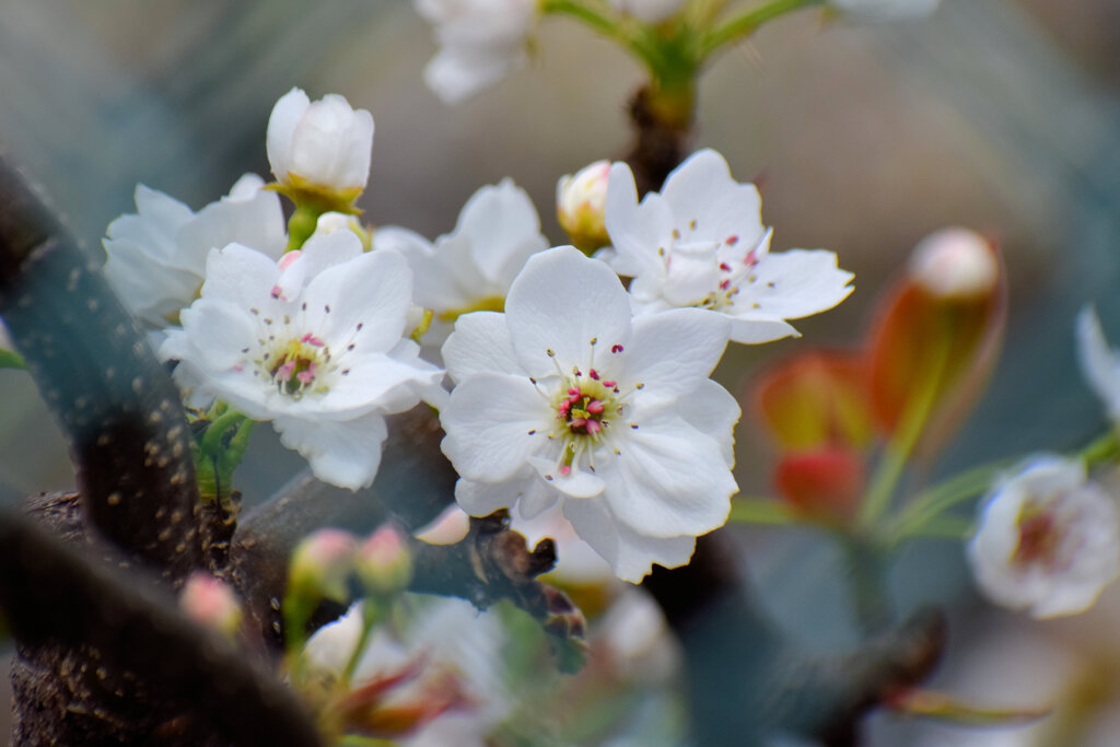 川崎市溝ノ口附近の梨園　梨の花が開花　３