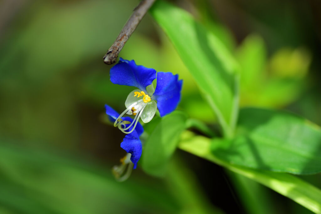 露草