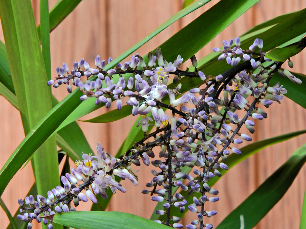 「コルディリネ・ストリクタ」 （青ドラセナ）４