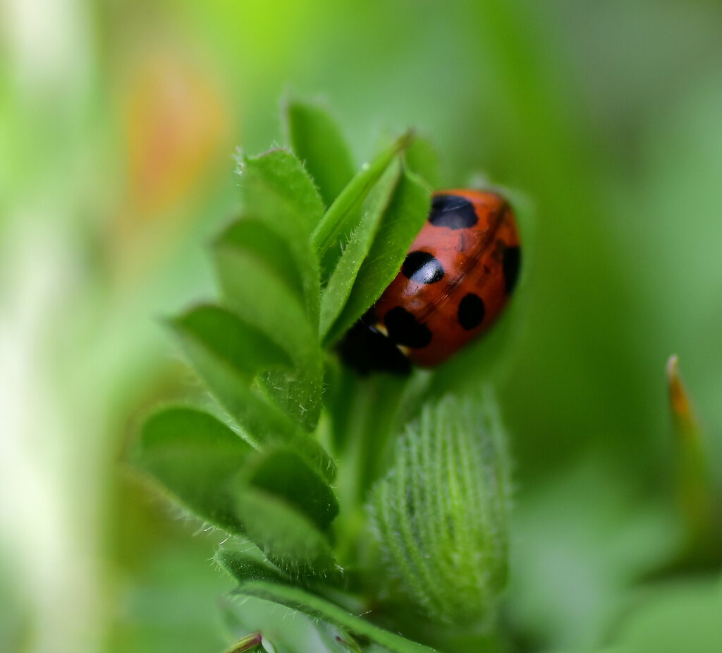 ナナホシテントウ　さん　４