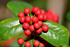 柊黐 （ひいらぎもち）、チャイニーズ・ホーリー、支那柊（しなひいらぎ）１０