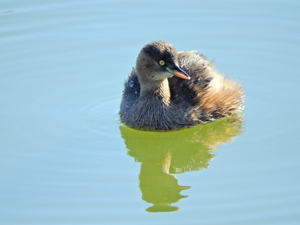 等々力緑地公園・・釣り堀池で　カイツブリ　６