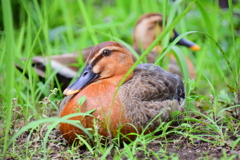 こんな色ですが・・カルガモさんですか？７