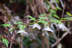 里山で　モミジイチゴの花　８