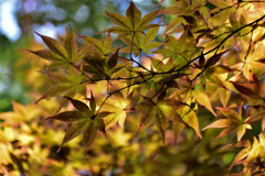 近所のお寺の紅葉　１