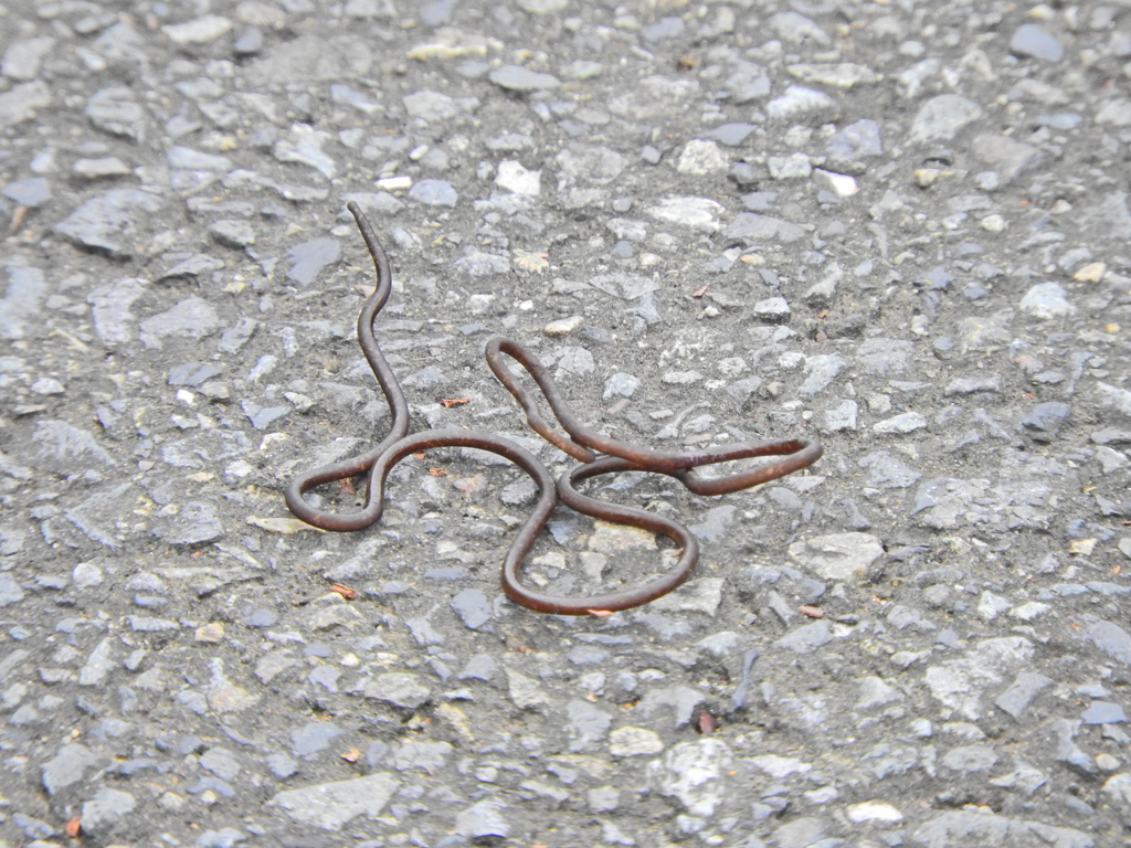 ハリガネムシ（針金虫）７