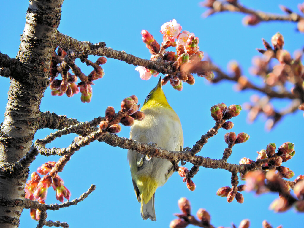 サクジロー　６