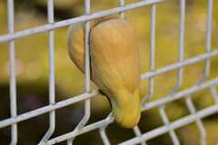 畑から逃げようとして柵に挟まったままのバターナッツ南瓜３