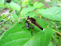 シオヤアブ　捕食中！　４
