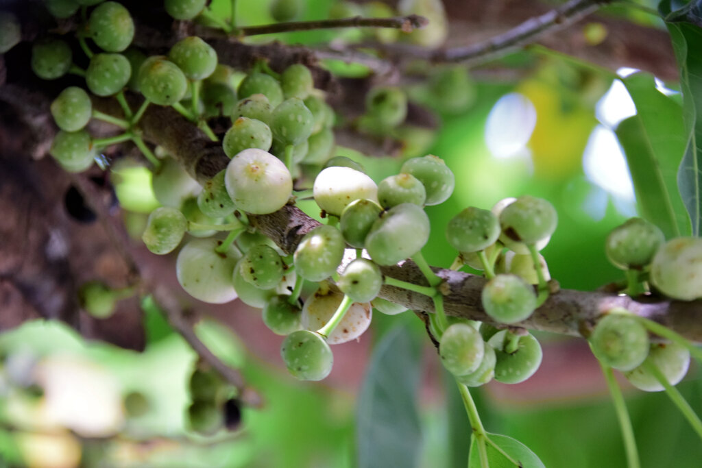 アコウの実　４