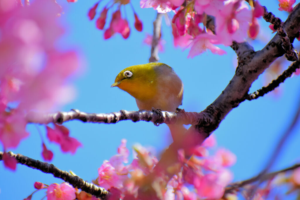 河津サクジロウ　①