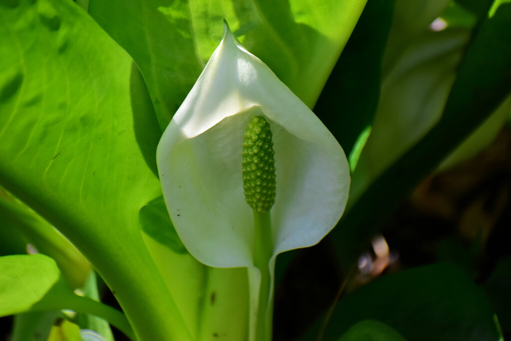 川崎市　たちばなふれあいの森で　水芭蕉開花　２