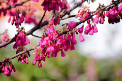 寒緋桜 （かんひざくら）　２