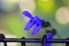 「サルビア・グアラニチカ」の花  (別名:メドーセージ)2 「サルビア・グアラニチカ」の花  (別名:メドーセージ)2