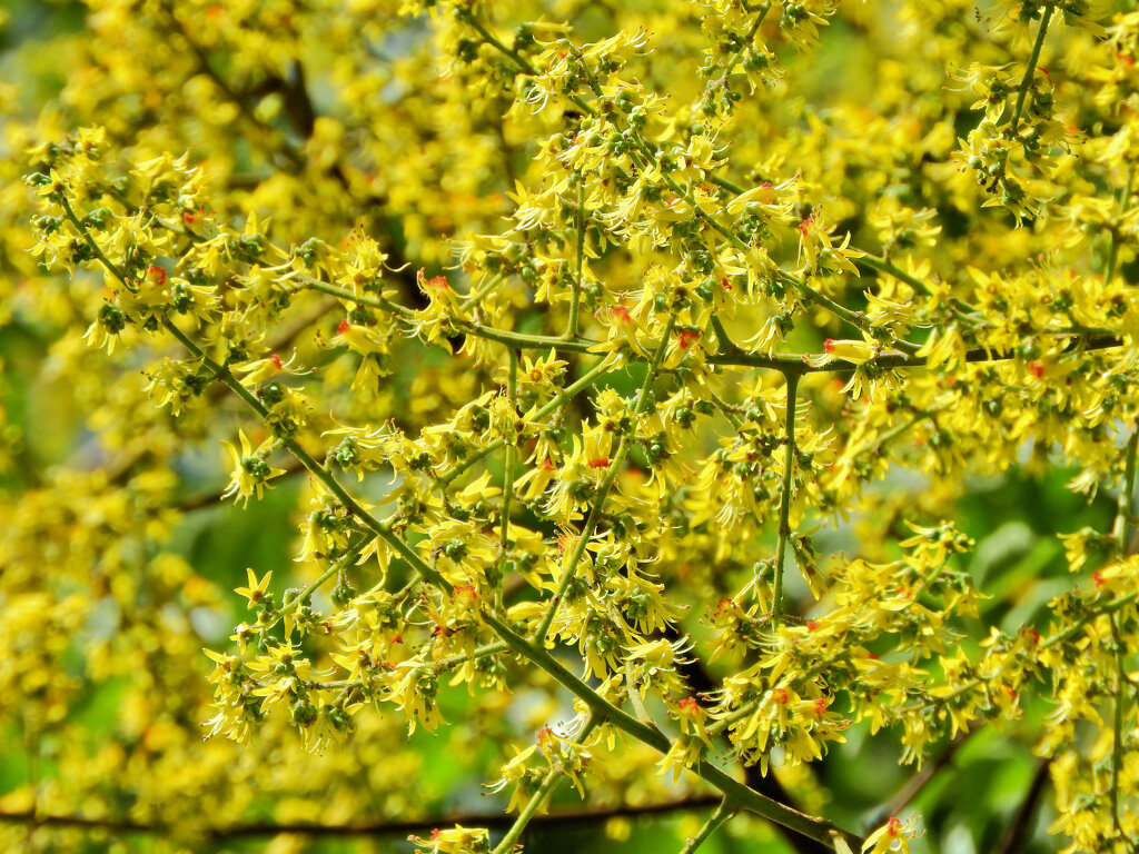 モクゲンジの花　３