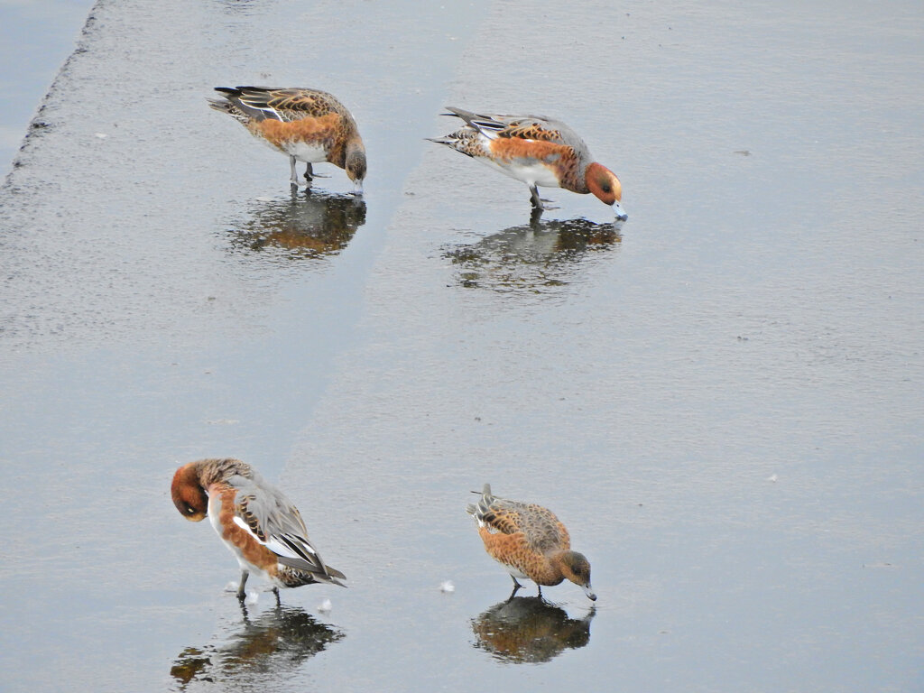 鶴見川でヒドリガモ　９