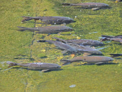矢上川の鯉のぼり　１