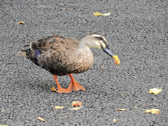 カルガモさん　花桃の実を食べる　４