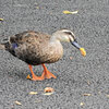 カルガモさん　花桃の実を食べる　４