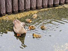 カルガモの雛が10羽～5羽へ・・・(￣◇￣;)　２