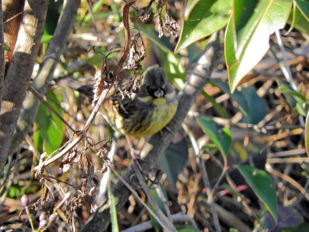 アオジさん茂みに入ってピント合わず(￣◇￣;)　1/4