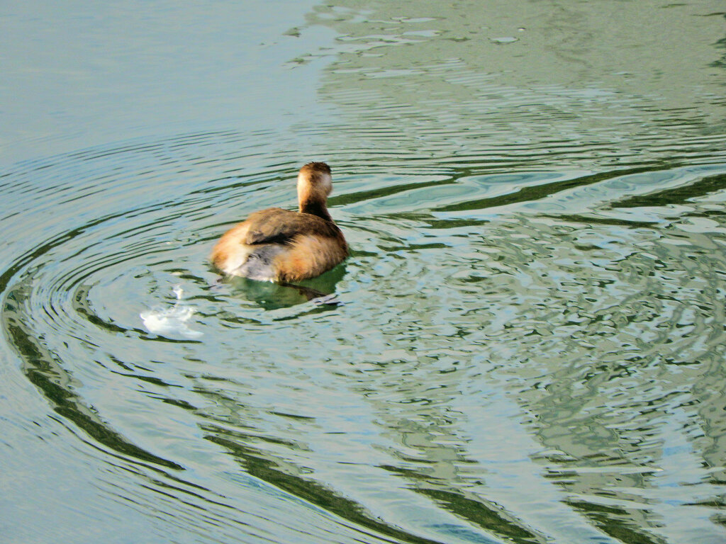 カイツブリ　１