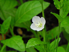 赤花夕化粧なのに白花　２