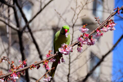 野生のワカケホンセイインコ 桜の花を食い散らかす　７
