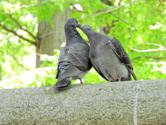 等々力緑地公園で森の鳥居の上で鳩がイチャイチャ♡７