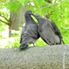 等々力緑地公園で森の鳥居の上で鳩がイチャイチャ♡７