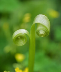 白花蒲公英の花が千切られた茎が・・・１