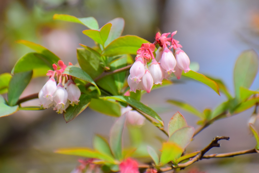 ブルーベリーの花　１