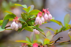 ブルーベリーの花　１