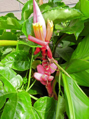 赤実バナナ（ピンクバナナ・アケビバナナ）２