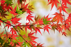 紅葉　撮り溜め　在庫処分中！　９
