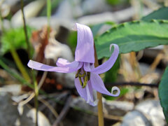 里山の斜面でカタクリの花　４