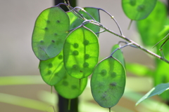 合田草 （ごうだそう） 　大判草　（おおばんそう）　実３