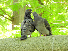 等々力緑地公園で森の鳥居の上で鳩がイチャイチャ♡６