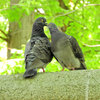 等々力緑地公園で森の鳥居の上で鳩がイチャイチャ♡６
