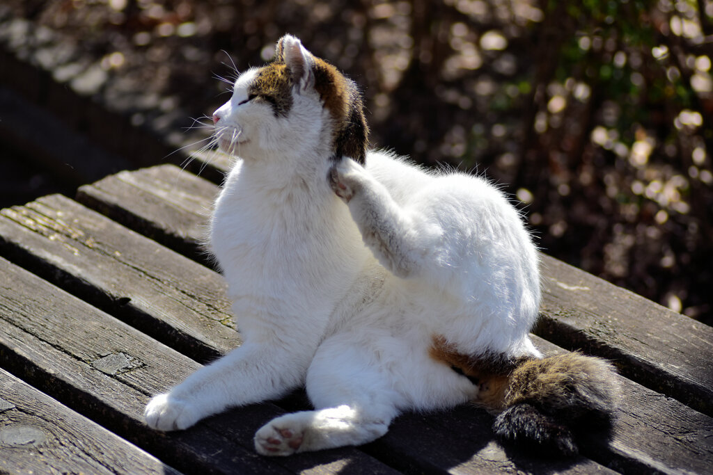 猫の日(=^☻ω☻^=)にゃん♪　５