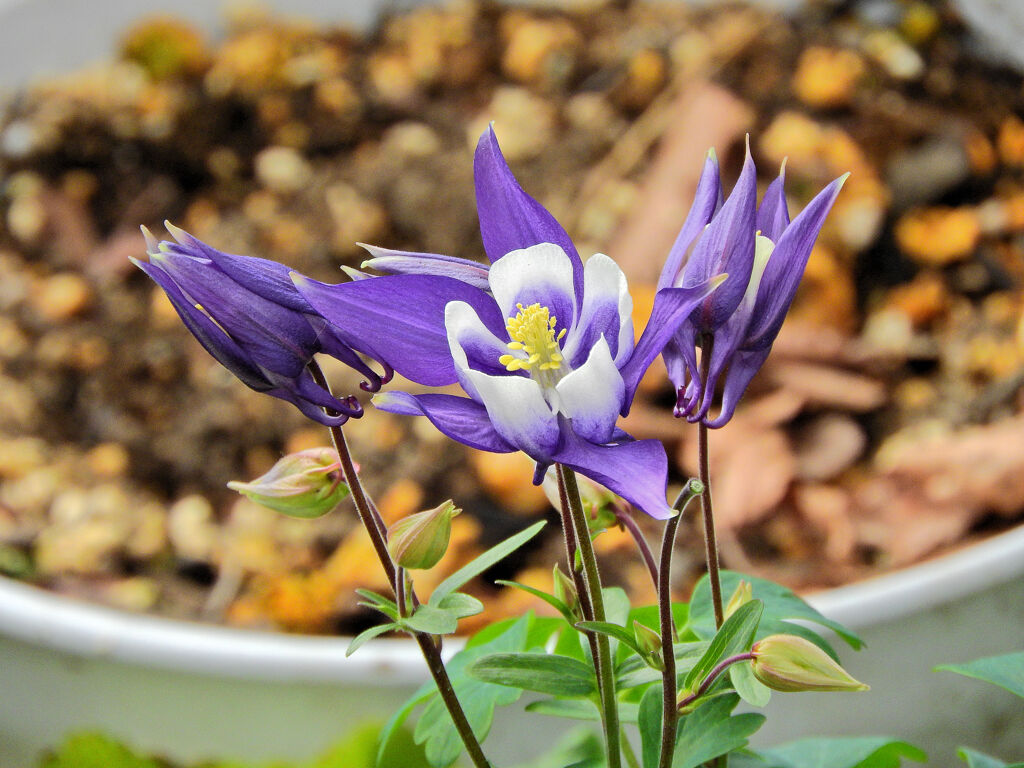 苧環 （おだまき）「小田巻」とも書く　１