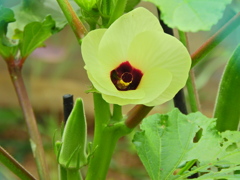 オクラの花と実