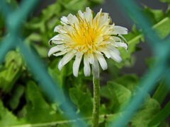 しろばな‐たんぽぽ【白花蒲公英】７